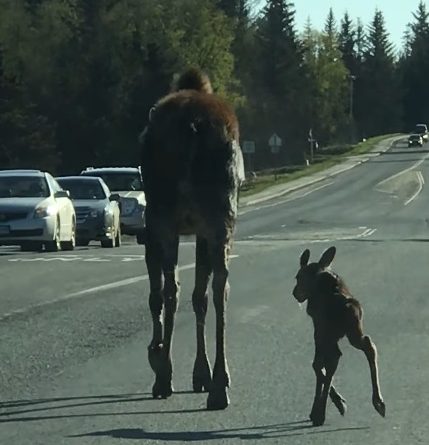 Лосиха и её детеныш остановили движение транспорта